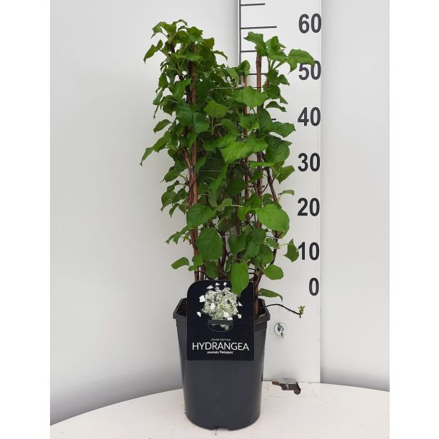 VZPENJALKA VZPENJAVA HORTENZIJA L21