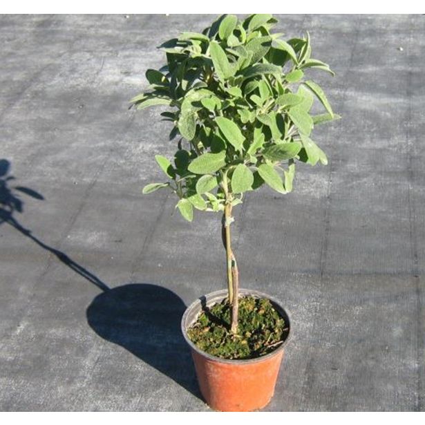 ŽAJBELJ NA STEBLU L14