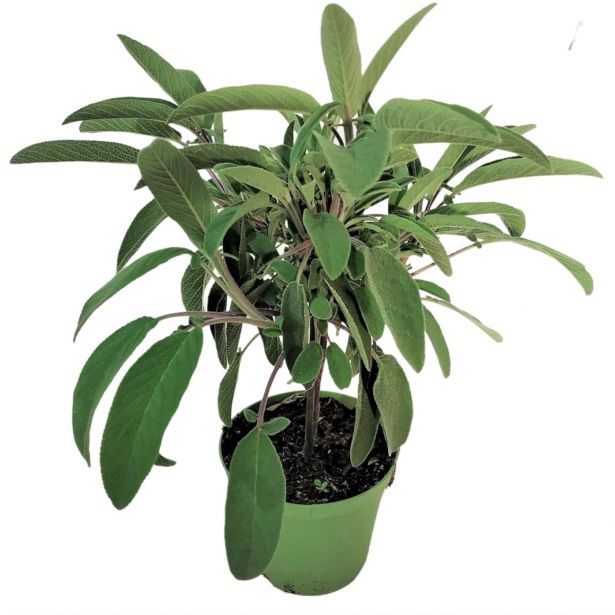 ŽAJBELJ NA STEBLU L14