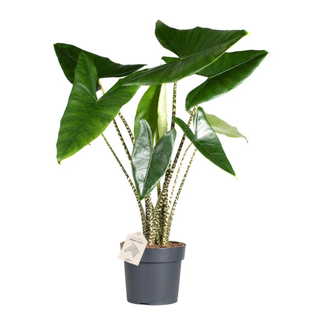 ALOKAZIJA ZEBRINA L14