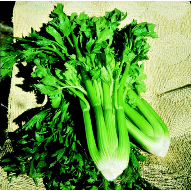 KORENOVKE L'ORTO FRUTTIFERO ZELENA FRANCESINO 4/1 DELNE KULTIPAK