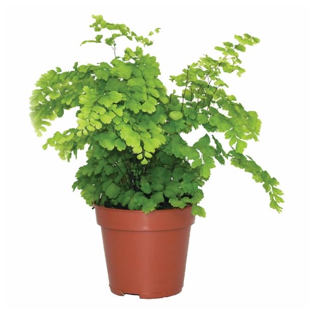 PRAPROT ADIANTUM RADDIANUM FRAGRANS L12
