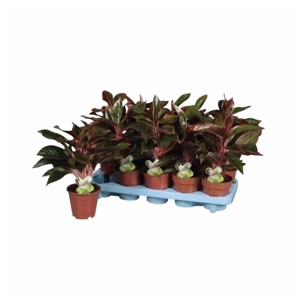 ZELENA RASTLINA AGLAONEMA UNYAMANEE RED