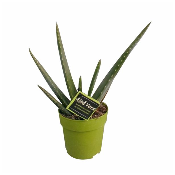 ALOJA ALOE VERA MEDICAL L12