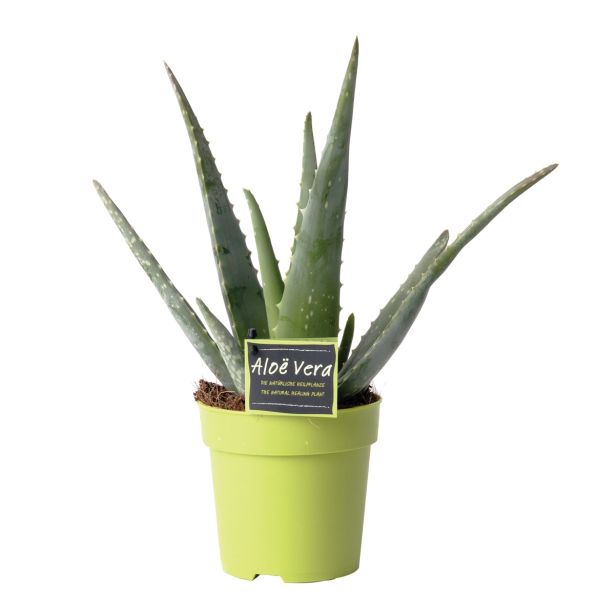 ZELENA RASTLINA ALOJA