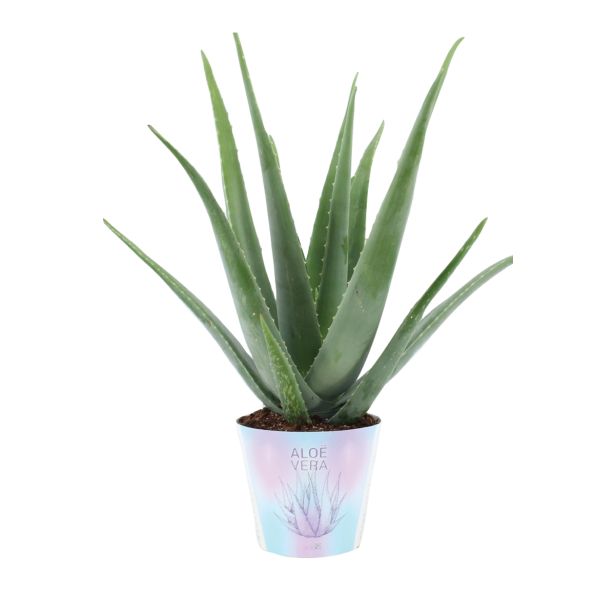 ZELENA RASTLINA ALOJA