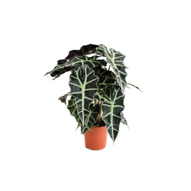 ZELENA RASTLINA ALOKAZIJA POLLY L17