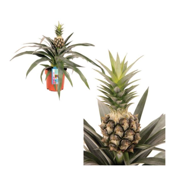 ZELENA RASTLINA ANANAS CHAMPACA L12