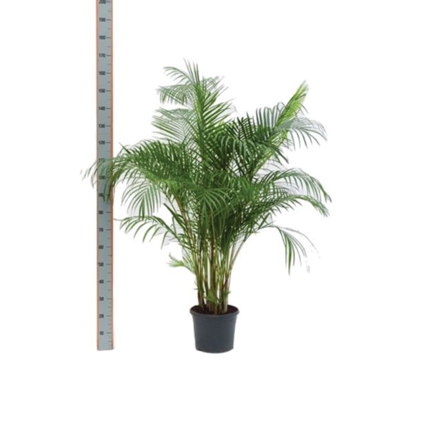 AREKA PALMA L24