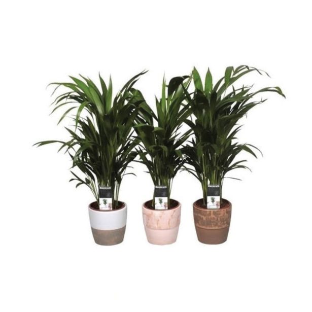 ZELENA RASTLINA AREKA V OKRASNEM LONCU L15