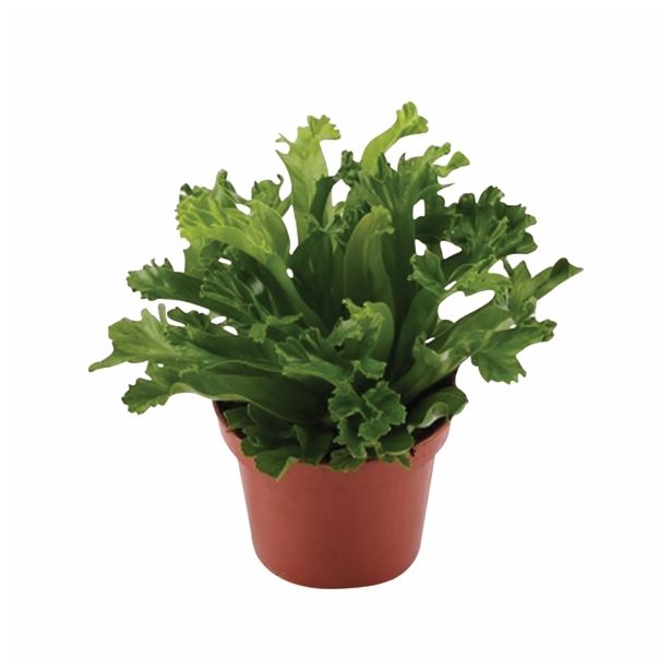 PRAPROT ASPLENIUM ANTIQUUM LESLY L12
