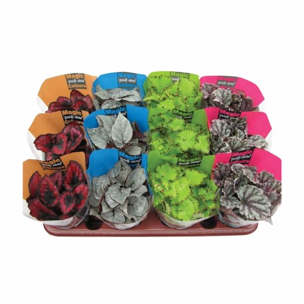 SOBNA ZELENA RASTLINA BEGONIA MAGIC COLOUR