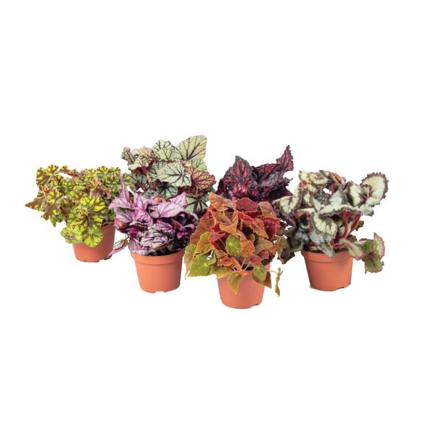 ZELENA RASTLINA BEGONIJA MAGIC COLOURS L13