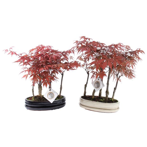 ZELENA RASTLINA BONSAJ