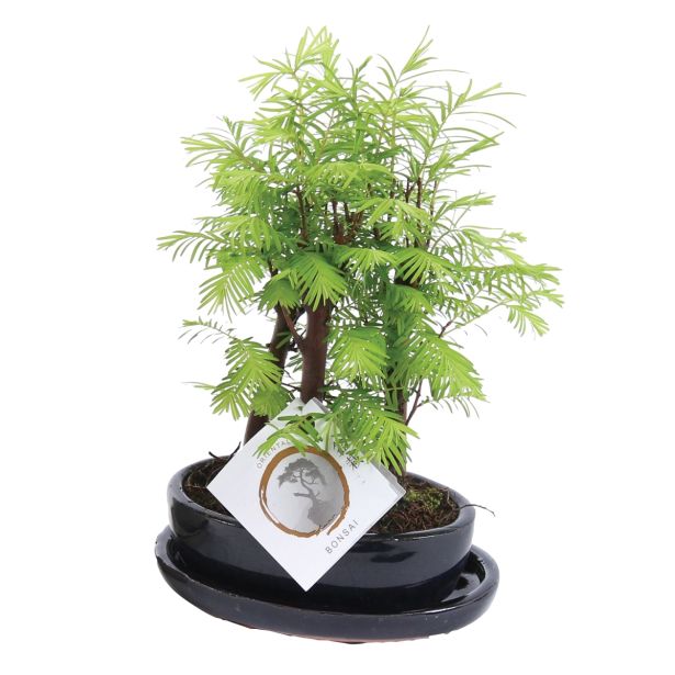 ZELENA RASTLINA BONSAJ