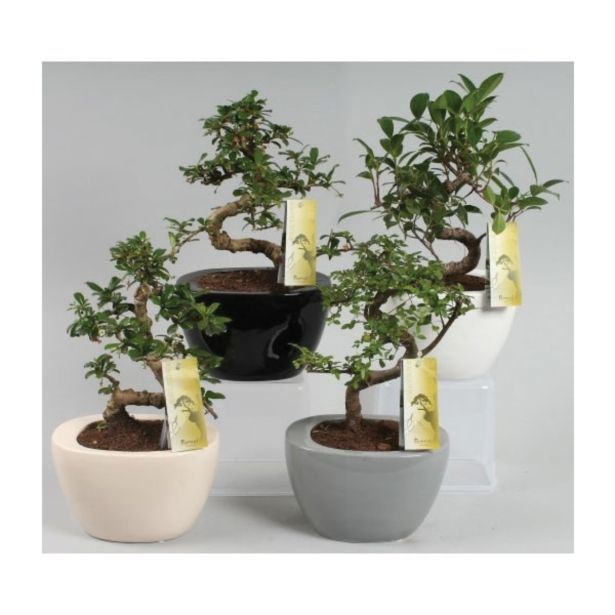 ZELENA RASTLINA BONSAJ V OKRASNI POSODI