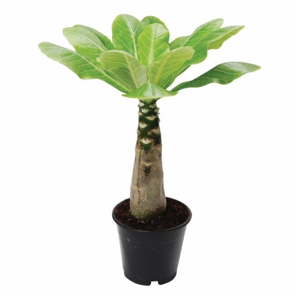 SOBNA ZELENA RASTLINA BRIGHAMIA INSIGNIS