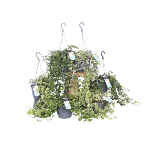 ZELENA RASTLINA BRŠLJAN MIX OBEŠANKA