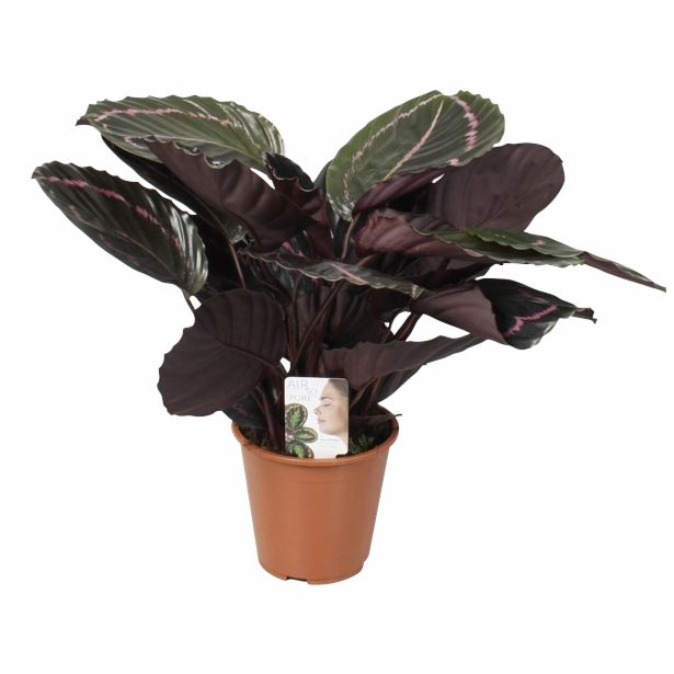 ZELENA RASTLINA CALATHEA DOTTY