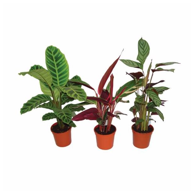 ZELENA RASTLINA CALATHEA MIX L12 V45