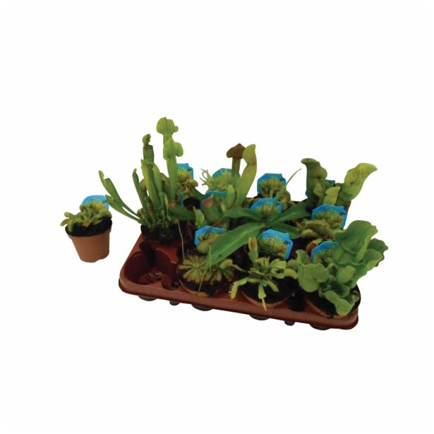 ZELENA RASTLINA CARNIVOROUS MIX