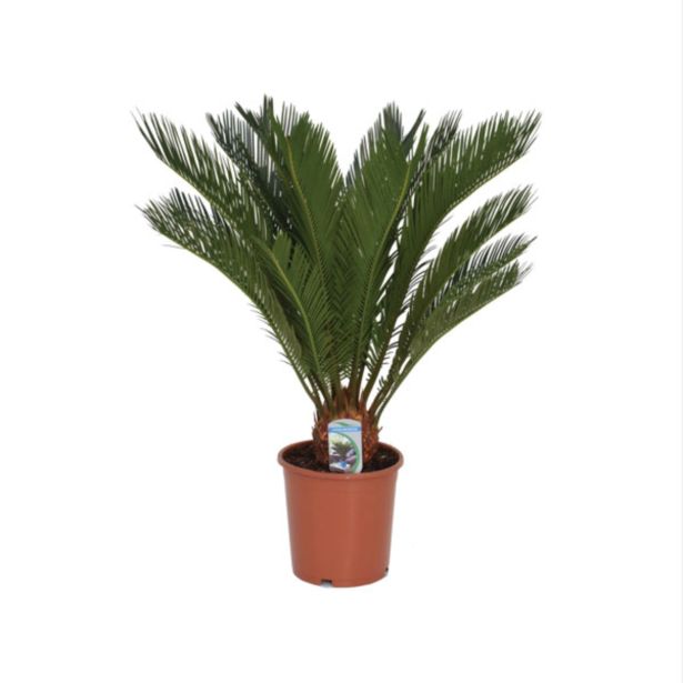 CIKAS PALMA PALMA L19