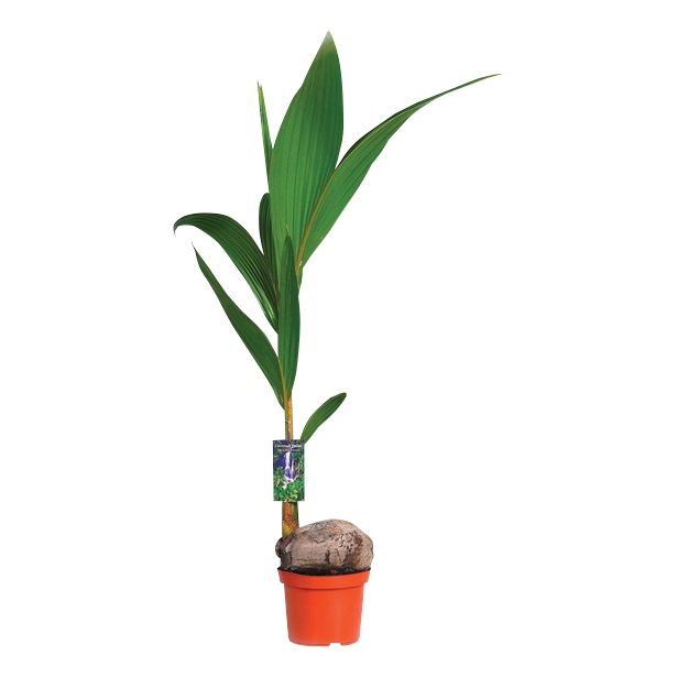 ZELENA RASTLINA COCOS NUCIFERA