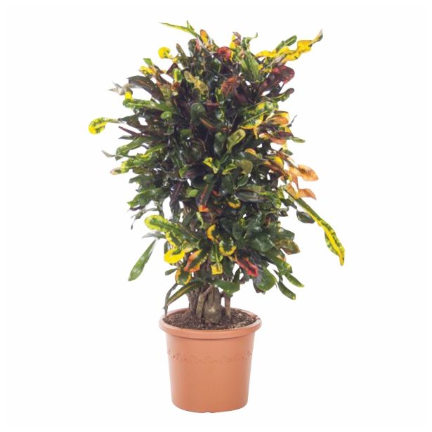 KROTON CODIAEUM CURLY BOY L30