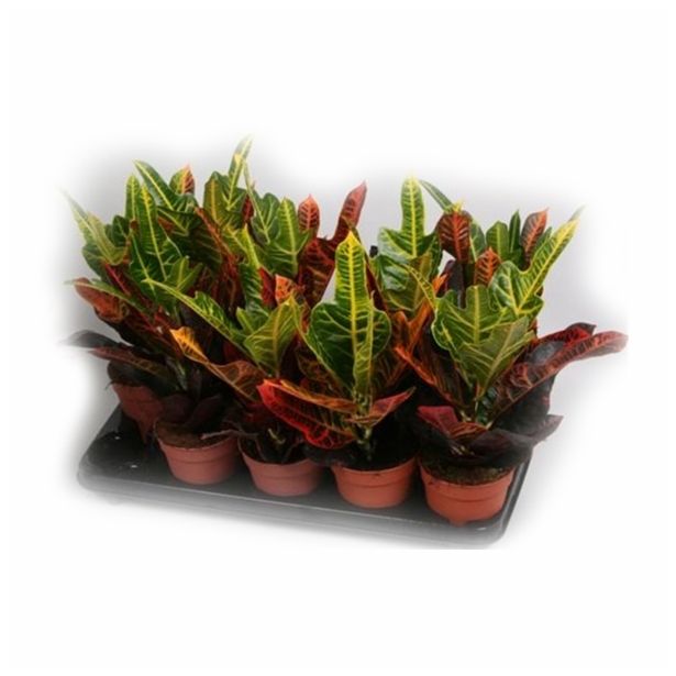 KROTON CODIAEUM EXCELLENT L12