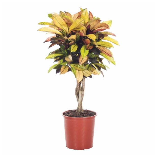 KROTON CODIAEUM ICETON L27