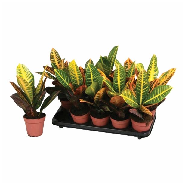 KROTON CODIAEUM PETRA L12