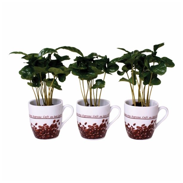 KAVA COFFEA ARABICA V SKODELICI L6