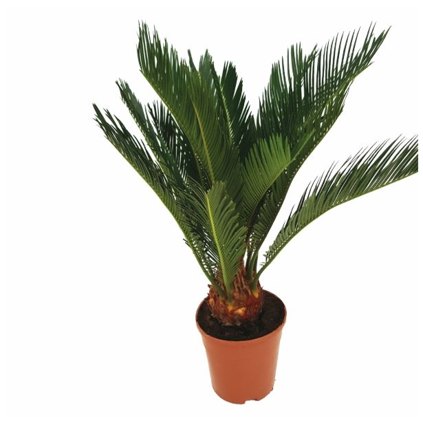 CIKAS PALMA REVOLUTA L12