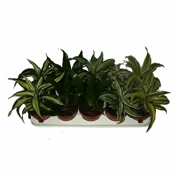 ZELENA RASTLINA DRACAENA FRAGRANS COMPACTA DRAGON MIX