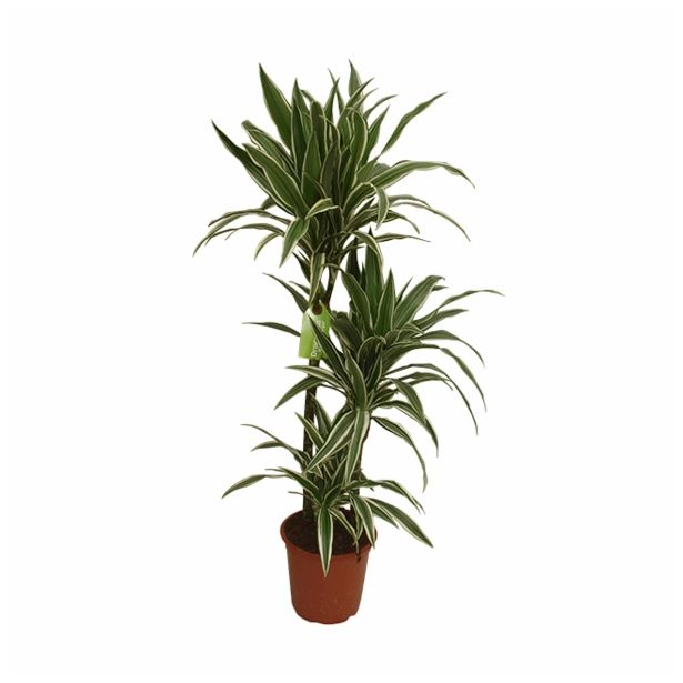 ZMAJEVKA DRACAENA FRAGRANS WHITE STRIPE L21