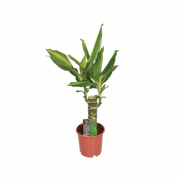 ZMAJEVKA DRACAENA GOLDEN COAST L11