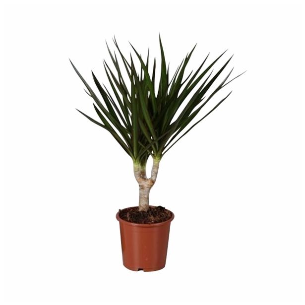 ZMAJEVKA DRACAENA MARGINATA L11