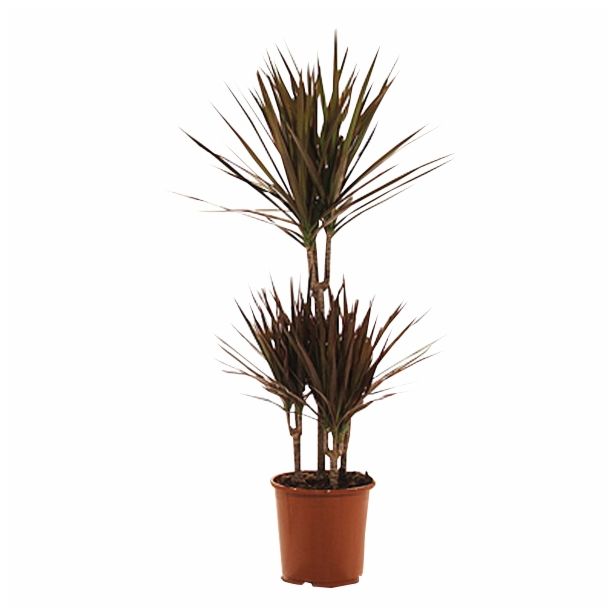 ZMAJEVKA DRACAENA MARGINATA MAGENTA L21