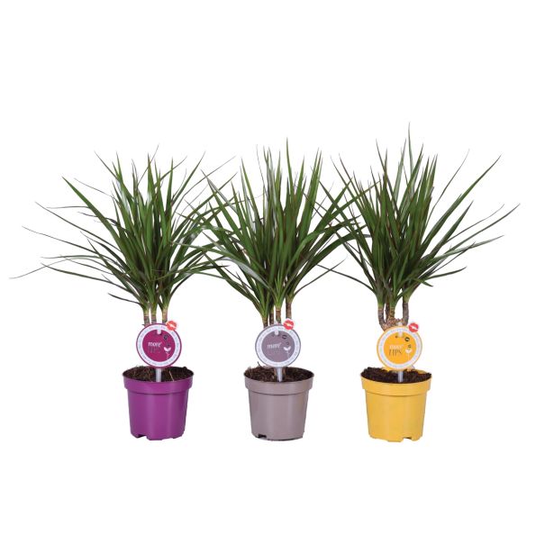 ZMAJEVKA DRACAENA MARGINATA MORE LIPS L11