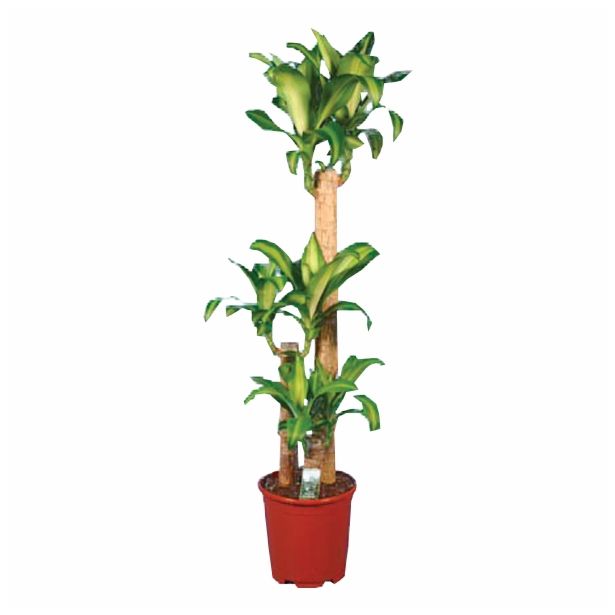 ZMAJEVKA DRACAENA MASSANGEANA L24