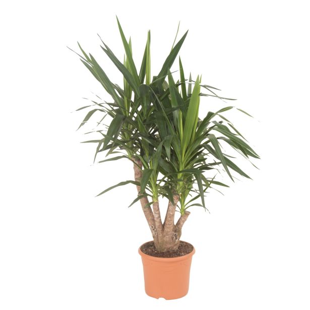 ZELENA RASTLINA DREVO ŽIVLJENJA