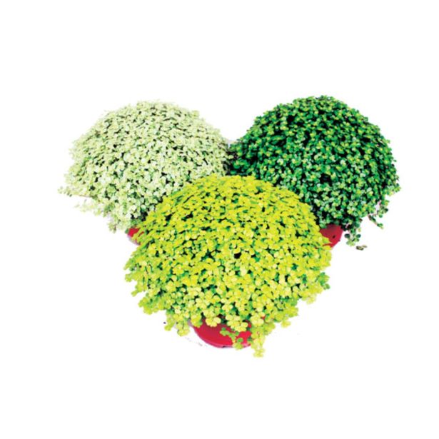 ZELENA RASTLINA DRUŽINSKA SREČA