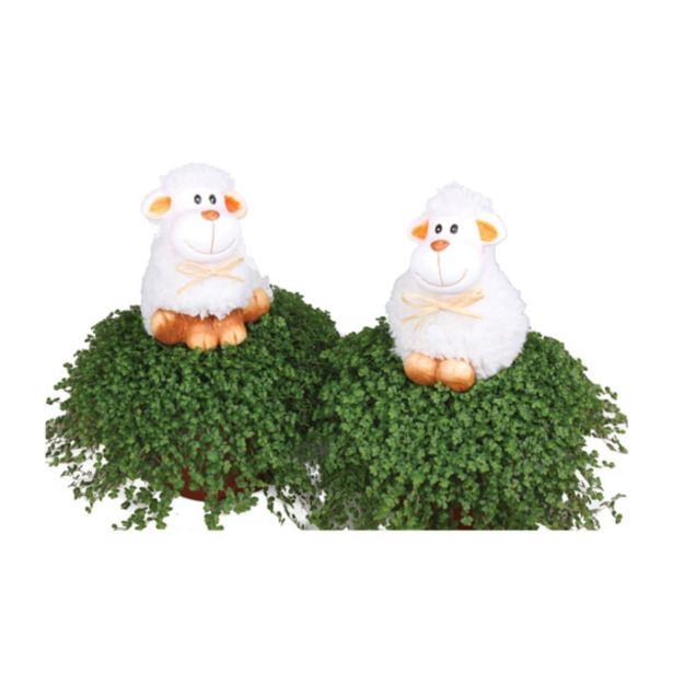 ZELENA RASTLINA DRUŽINSKA SREČA Z OVČKO