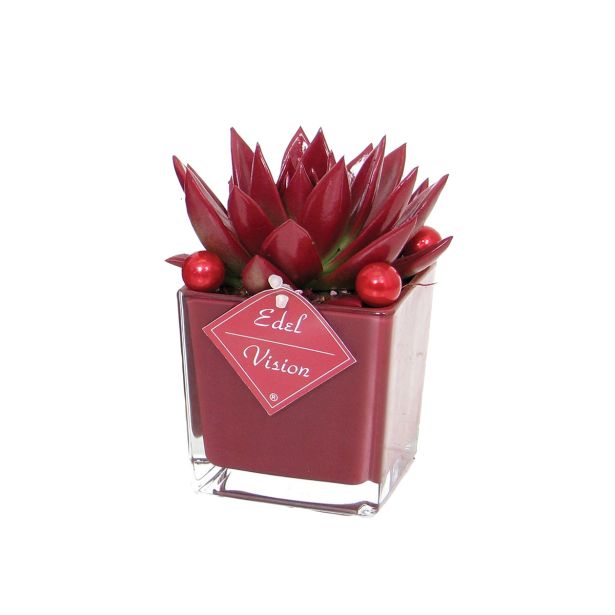 ZELENA RASTLINA ESCHEVERIA ARANŽMA