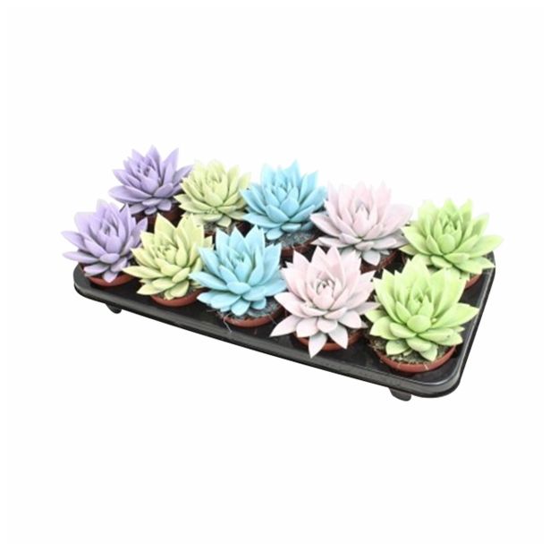 EŠEVERIJA MIRANDA PASTEL MIX L10.5