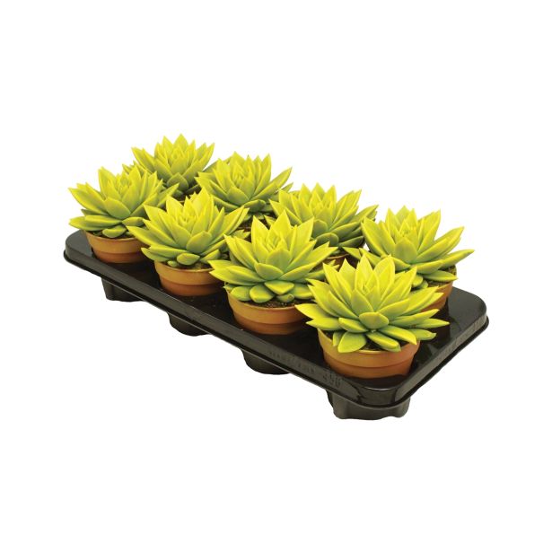 ZELENA RASTLINA EŠELVERIJA