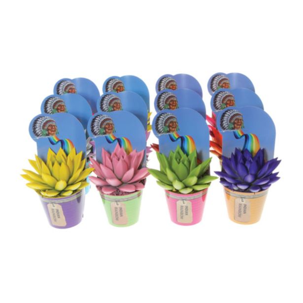 ZELENA RASTLINA EŠEVERIJA BARVANA