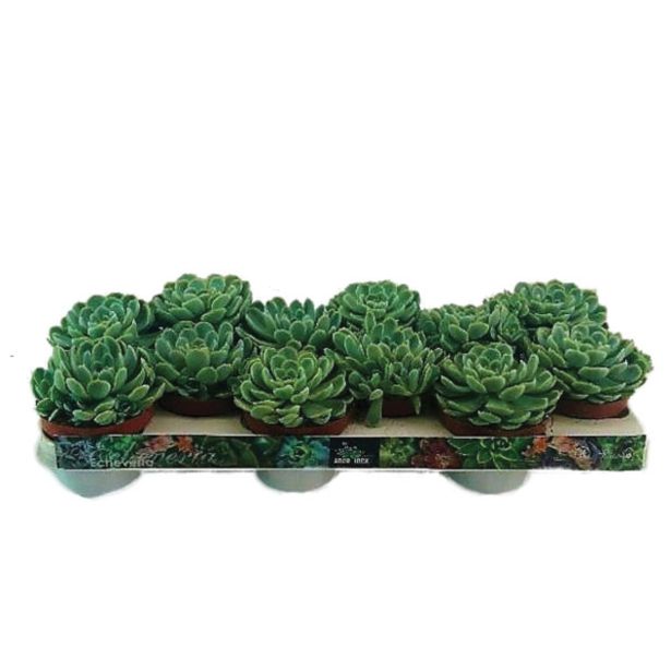 ZELENA RASTLINA EŠEVERIJA L10