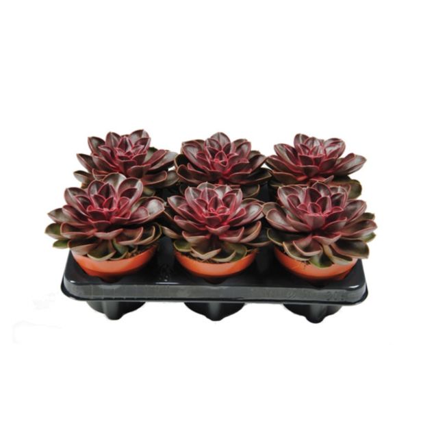 ZELENA RASTLINA EŠEVERIJA PURPLE PEARL L12