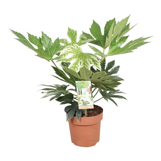 ZELENA RASTLINA FATSIA SPIDER